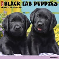 image Just Black Lab Puppies 2027 Wall Calendar Main Product Image