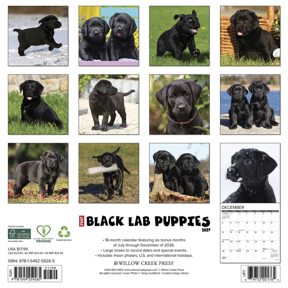 Just Black Lab Puppies 2027 Wall Calendar First Alternate Image