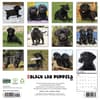 image Just Black Lab Puppies 2027 Wall Calendar First Alternate Image