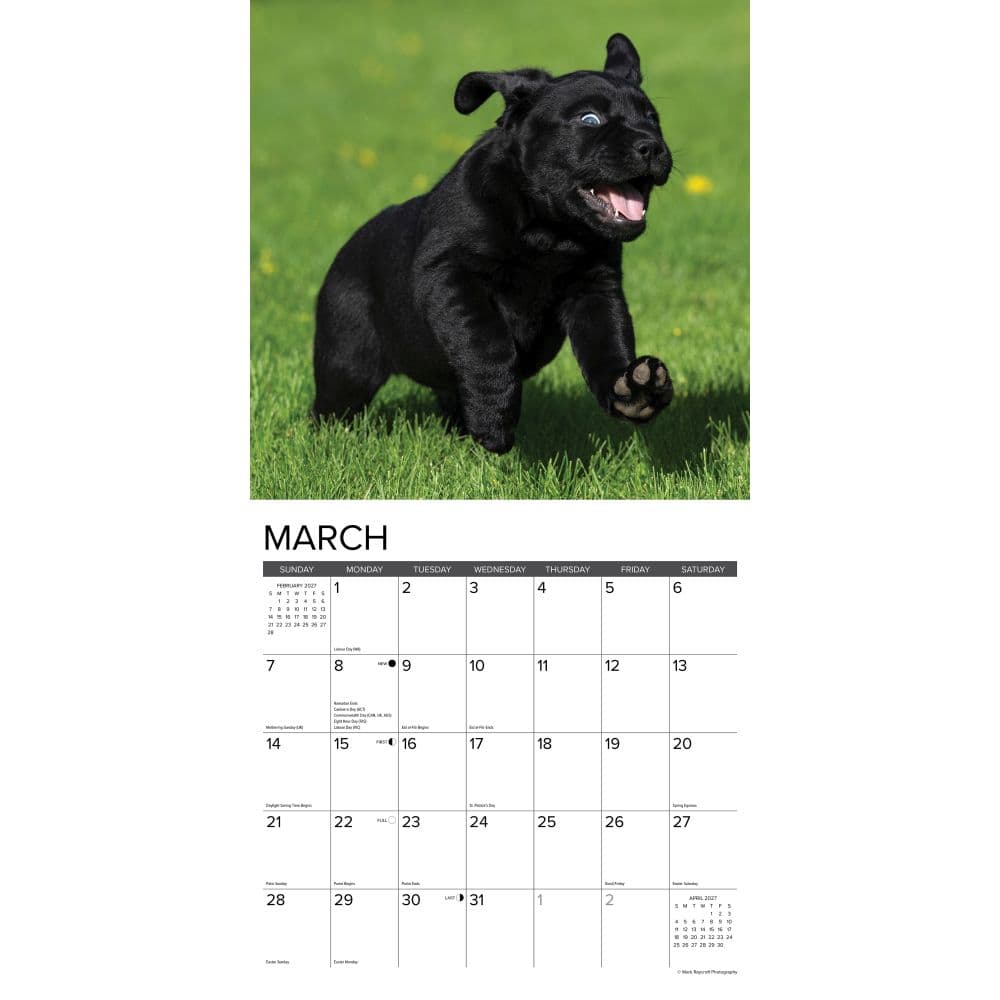 Just Black Lab Puppies 2027 Wall Calendar Second Alternate Image