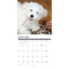 image Just Bichons Frises 2027 Wall Calendar Second Alternate Image