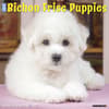 image Just Bichon Frises Puppies 2027 Wall Calendar Main Product Image