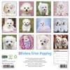 image Just Bichon Frises Puppies 2027 Wall Calendar First Alternate Image