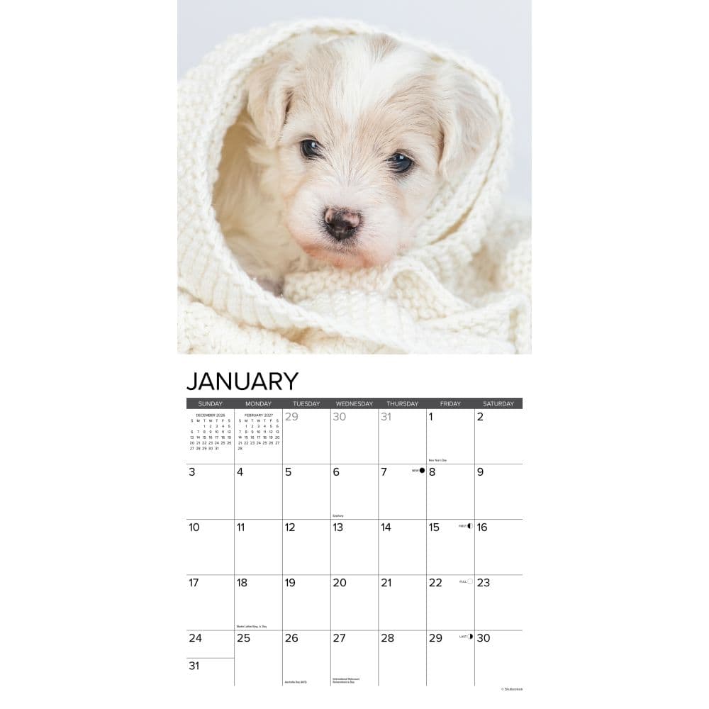 Just Bichon Frises Puppies 2027 Wall Calendar Second Alternate Image