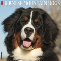 image Just Bernese Mountain Dogs 2027 Wall Calendar Main Product Image