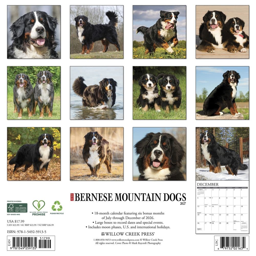Just Bernese Mountain Dogs 2027 Wall Calendar First Alternate Image
