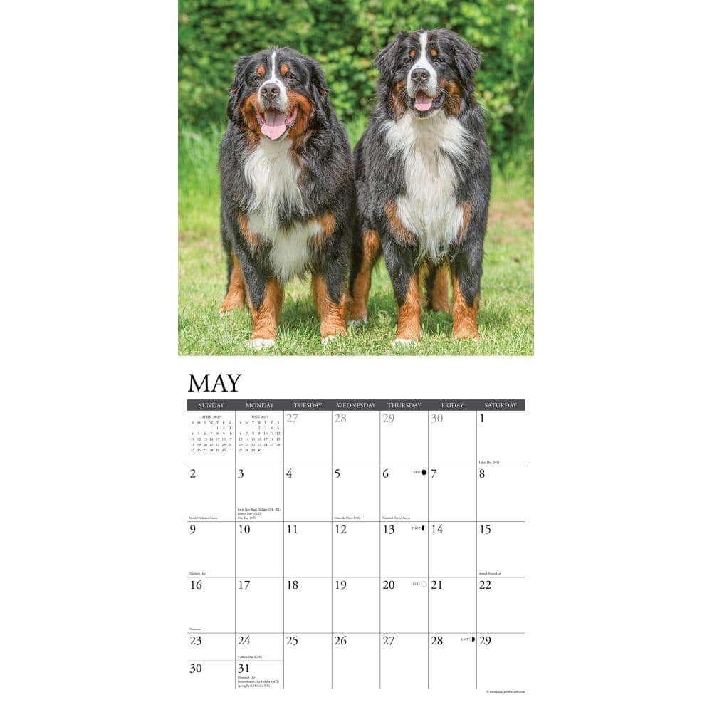 Just Bernese Mountain Dogs 2027 Wall Calendar Second Alternate Image