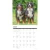 image Just Bernese Mountain Dogs 2027 Wall Calendar Second Alternate Image