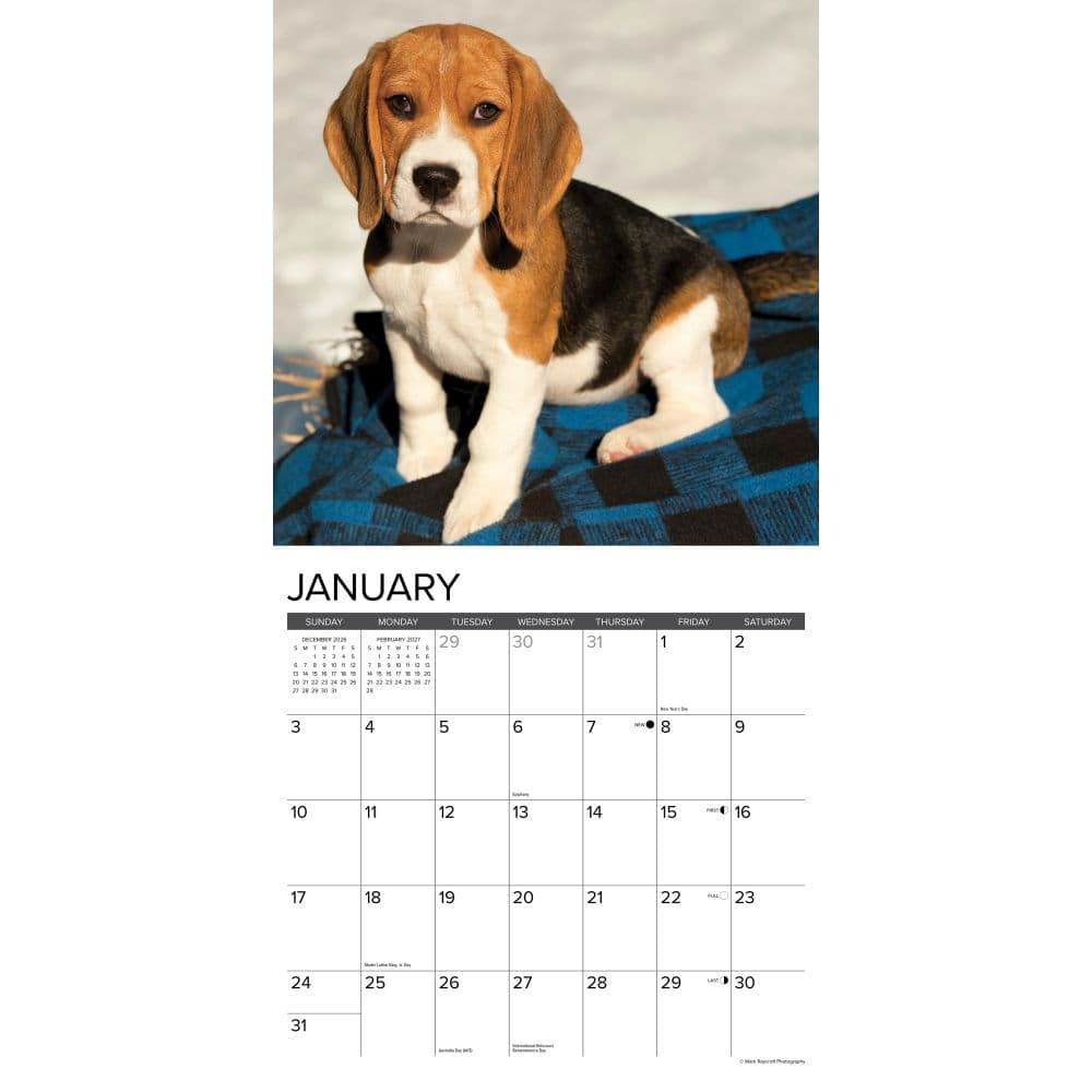 Just Beagles 2027 Wall Calendar Second Alternate Image