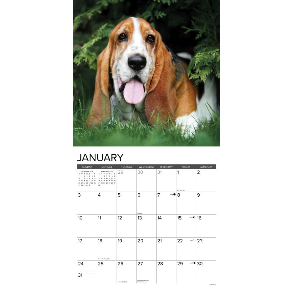 Just Basset Hounds 2027 Wall Calendar Second Alternate Image