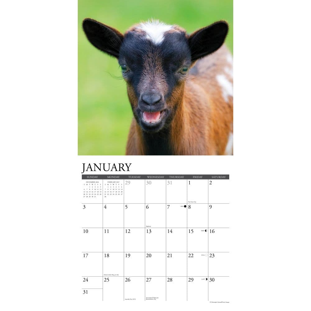 Baby Goats 2027 Wall Calendar Second Alternate Image