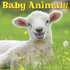 image Baby Animals 2027 Wall Calendar Main Product Image