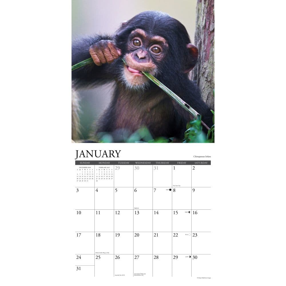 Baby Animals 2027 Wall Calendar Second Alternate Image