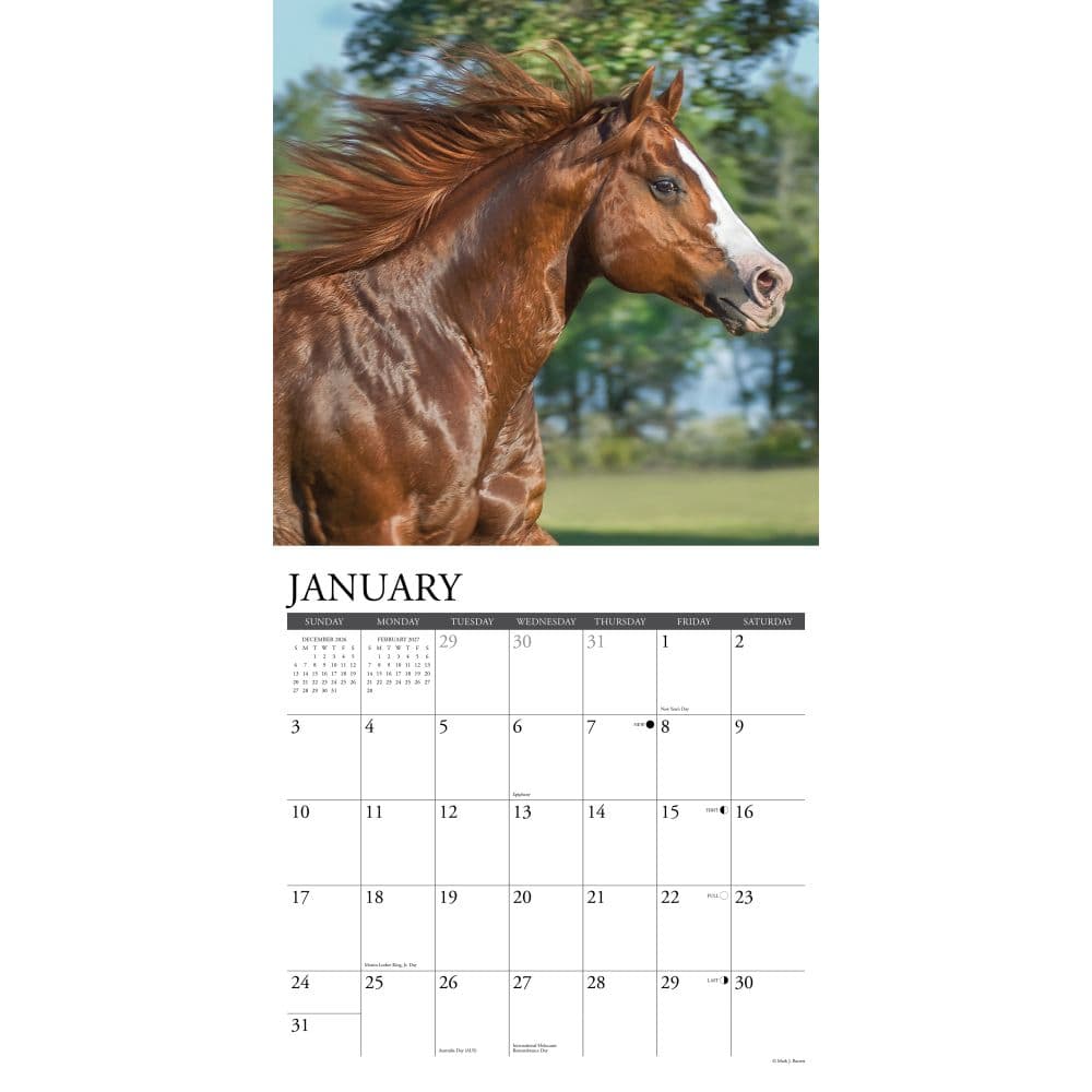 Quarter Horses 2027 Wall Calendar Second Alternate Image