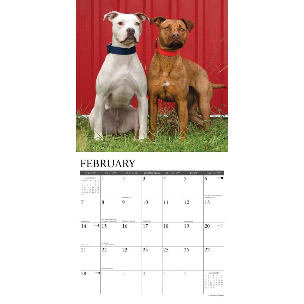 Just American Pit Bulls 2027 Wall Calendar Second Alternate Image