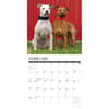 image Just American Pit Bulls 2027 Wall Calendar Second Alternate Image