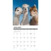 image Alpacas 2027 Wall Calendar Second Alternate Image