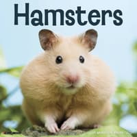 image Hamsters 2027 Wall Calendar Main Product Image