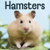 image Hamsters 2027 Wall Calendar Main Product Image