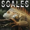 image Scales 2027 Wall Calendar Main Product Image