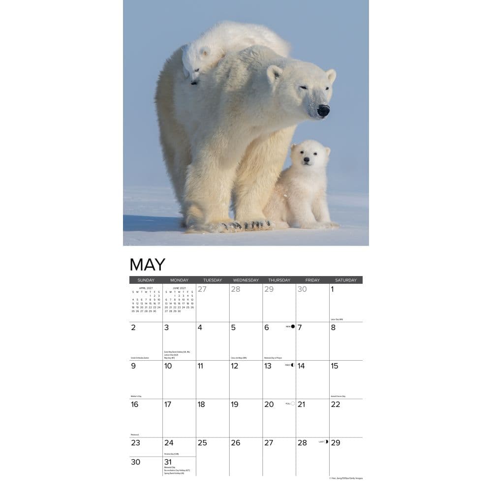 Polar Bears 2027 Wall Calendar Second Alternate Image