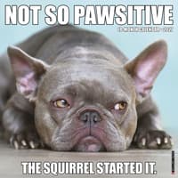 image Not So Pawsitive 2027 Wall Calendar Main Product Image