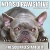 image Not So Pawsitive 2027 Wall Calendar Main Product Image