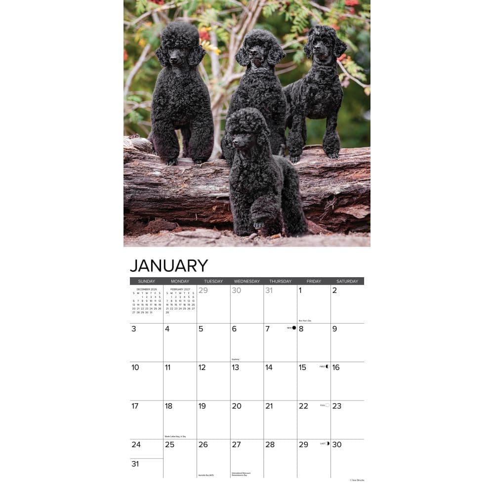 Toy and Miniature Poodles 2027 Wall Calendar Second Alternate Image