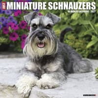 image Just Miniature Schnauzers 2027 Wall Calendar Main Product Image