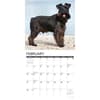 image Just Miniature Schnauzers 2027 Wall Calendar Second Alternate Image