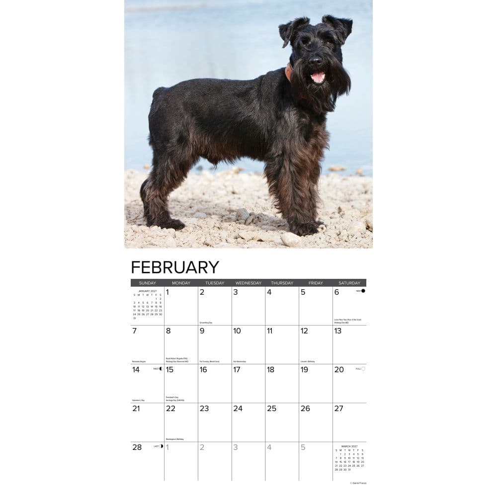 Just Miniature Schnauzers 2027 Wall Calendar Second Alternate Image