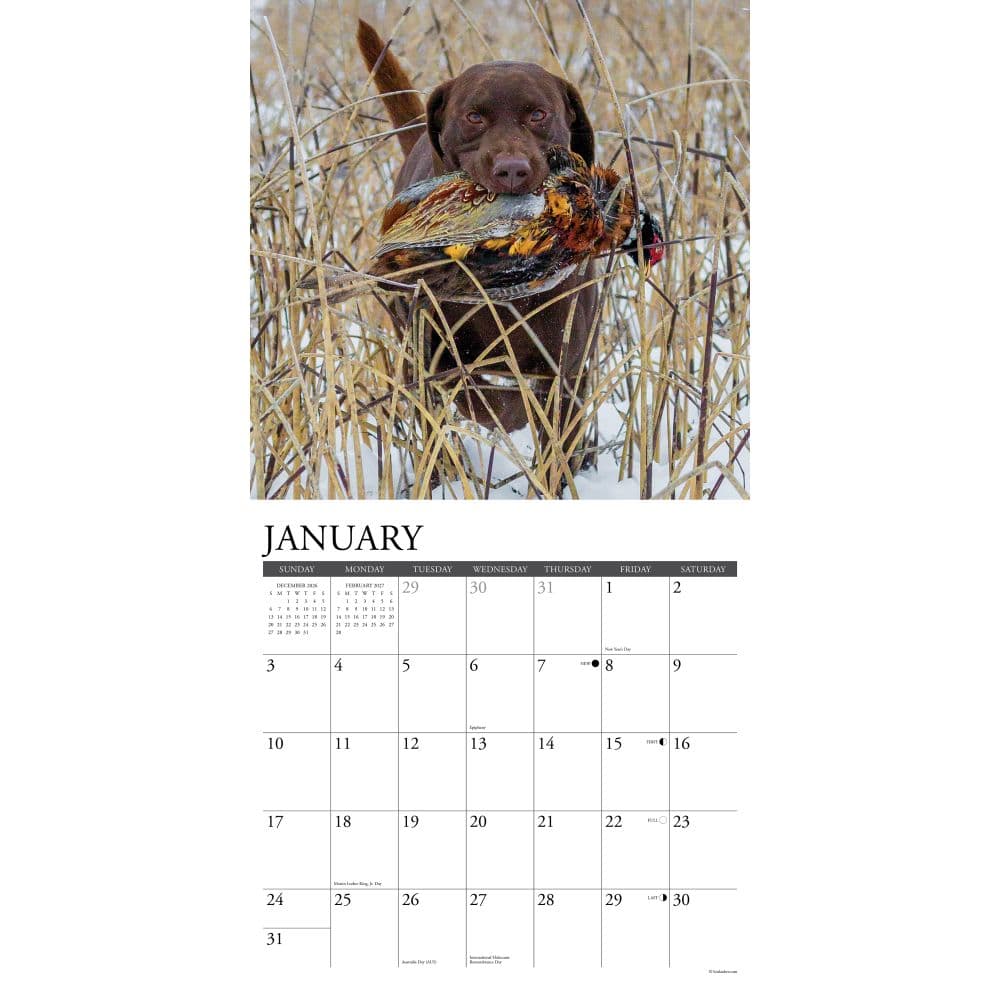 Hunting Labs 2027 Wall Calendar Second Alternate Image