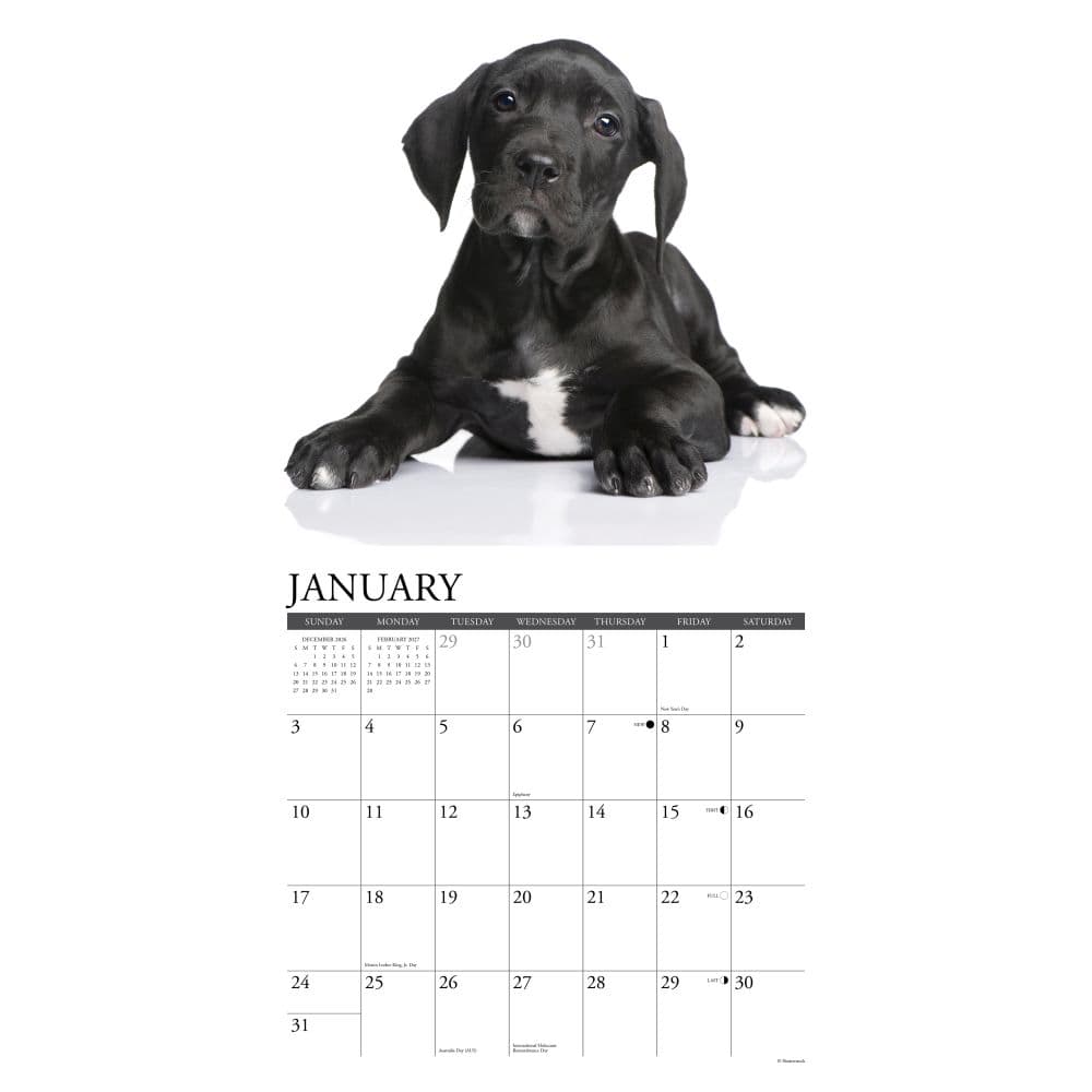 Great Dane Puppies 2027 Wall Calendar Second Alternate Image