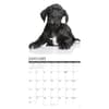 image Great Dane Puppies 2027 Wall Calendar Second Alternate Image