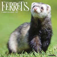 image Ferrets 2027 Wall Calendar Main Product Image