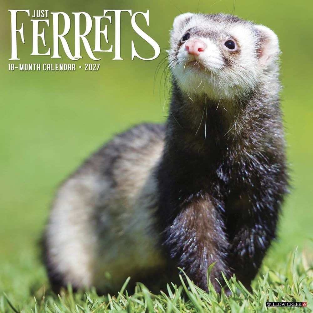 image Ferrets 2027 Wall Calendar Main Product Image