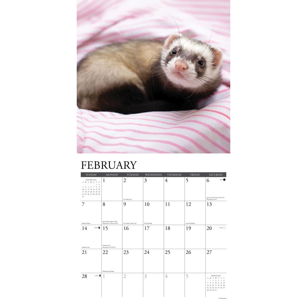 Ferrets 2027 Wall Calendar Second Alternate Image