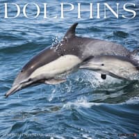 image Dolphins 2027 Wall Calendar Main Product Image