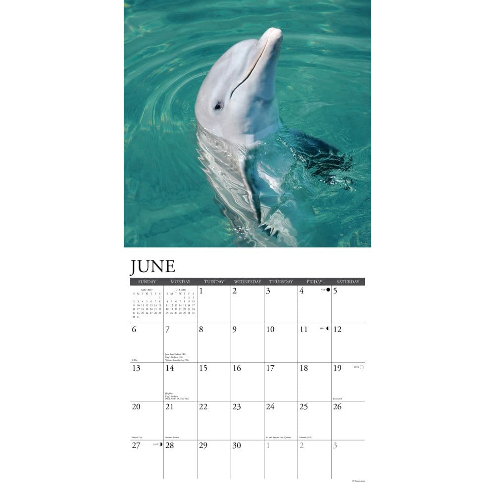 Dolphins 2027 Wall Calendar Second Alternate Image
