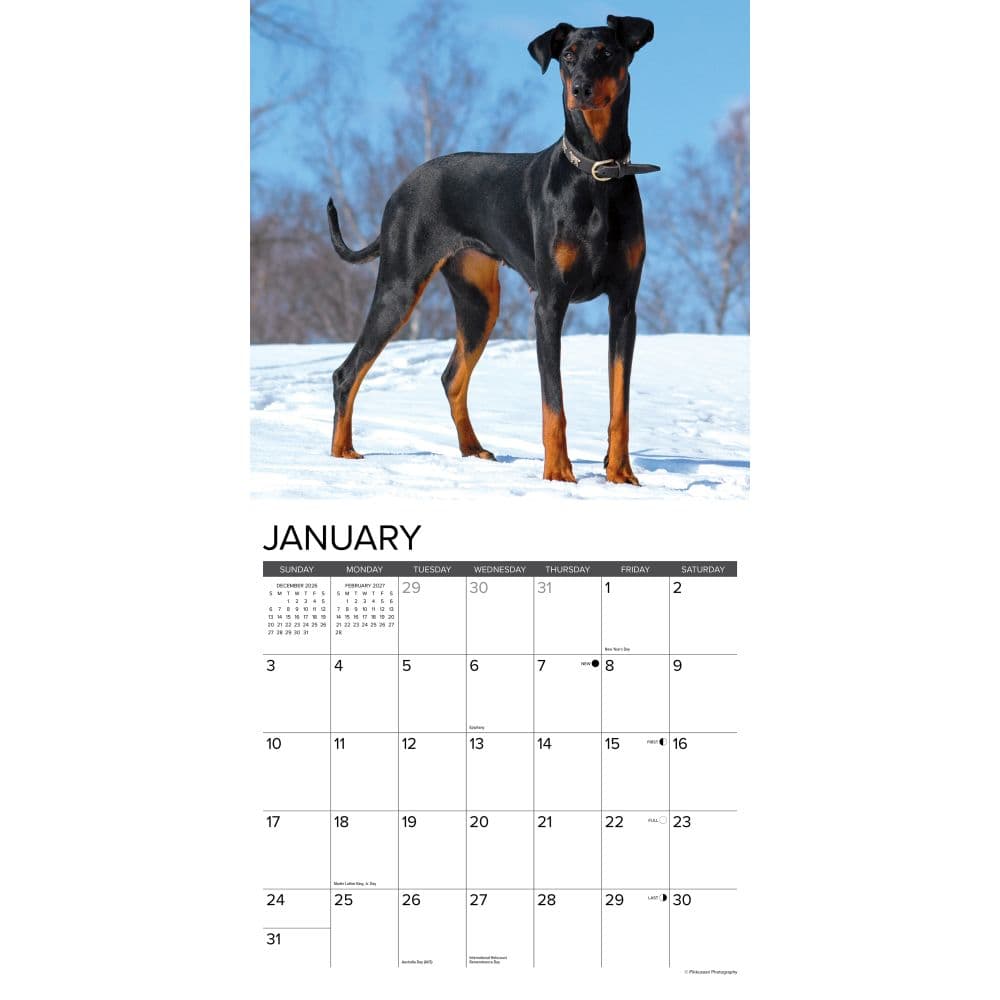 Just Dobermans Pinschers 2027 Wall Calendar Second Alternate Image