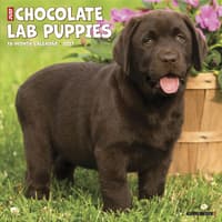 image Just Chocolate Puppies 2027 Wall Calendar Main Product Image