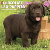 image Just Chocolate Puppies 2027 Wall Calendar Main Product Image