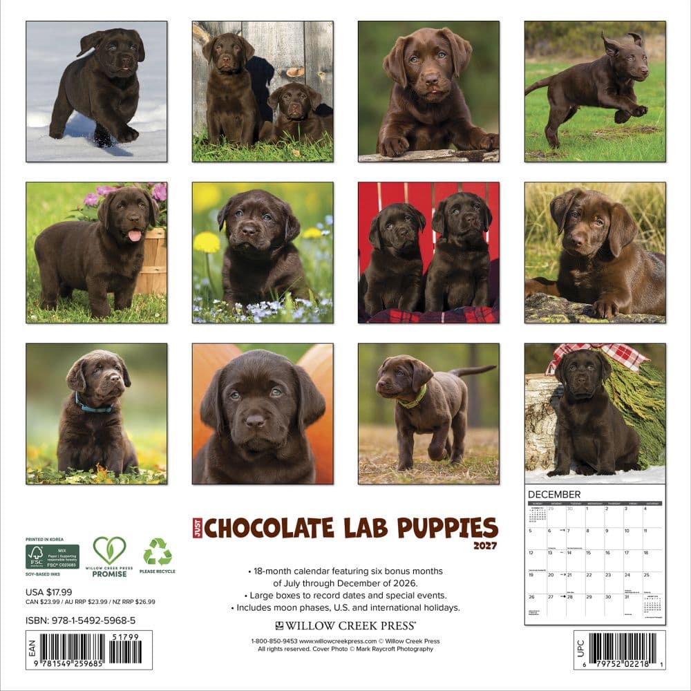 Just Chocolate Puppies 2027 Wall Calendar First Alternate Image