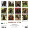 image Just Chocolate Puppies 2027 Wall Calendar First Alternate Image
