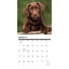 image Just Chocolate Puppies 2027 Wall Calendar Second Alternate Image