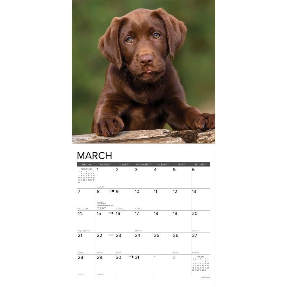 Just Chocolate Puppies 2027 Wall Calendar Second Alternate Image