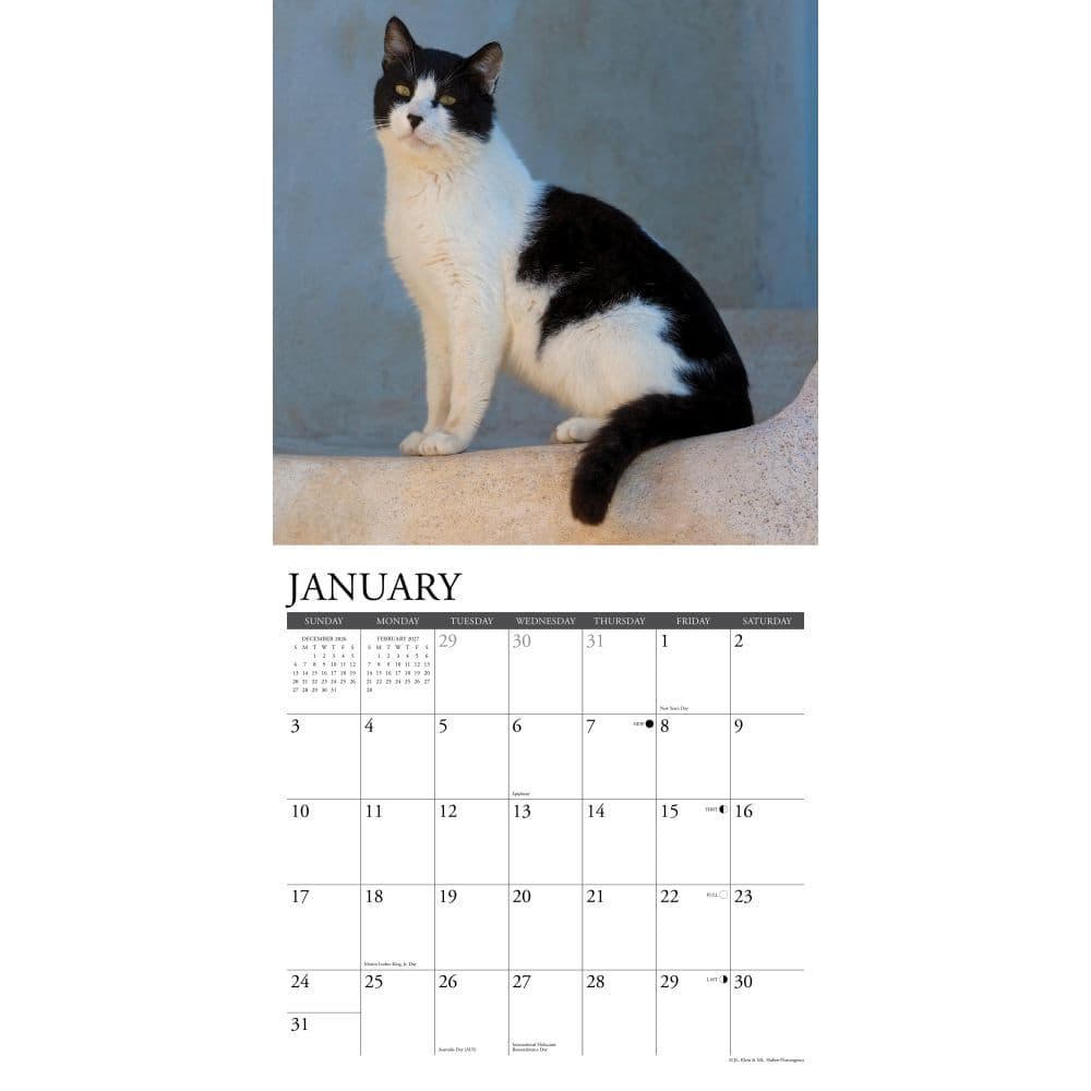 Tuxedo Cats 2027 Wall Calendar Second Alternate Image