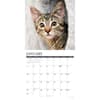 image Tabby Cats 2027 Wall Calendar Second Alternate Image