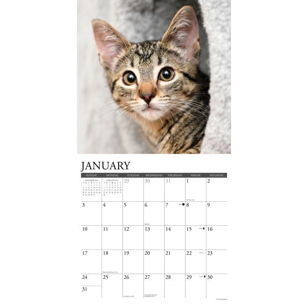 Tabby Cats 2027 Wall Calendar Second Alternate Image