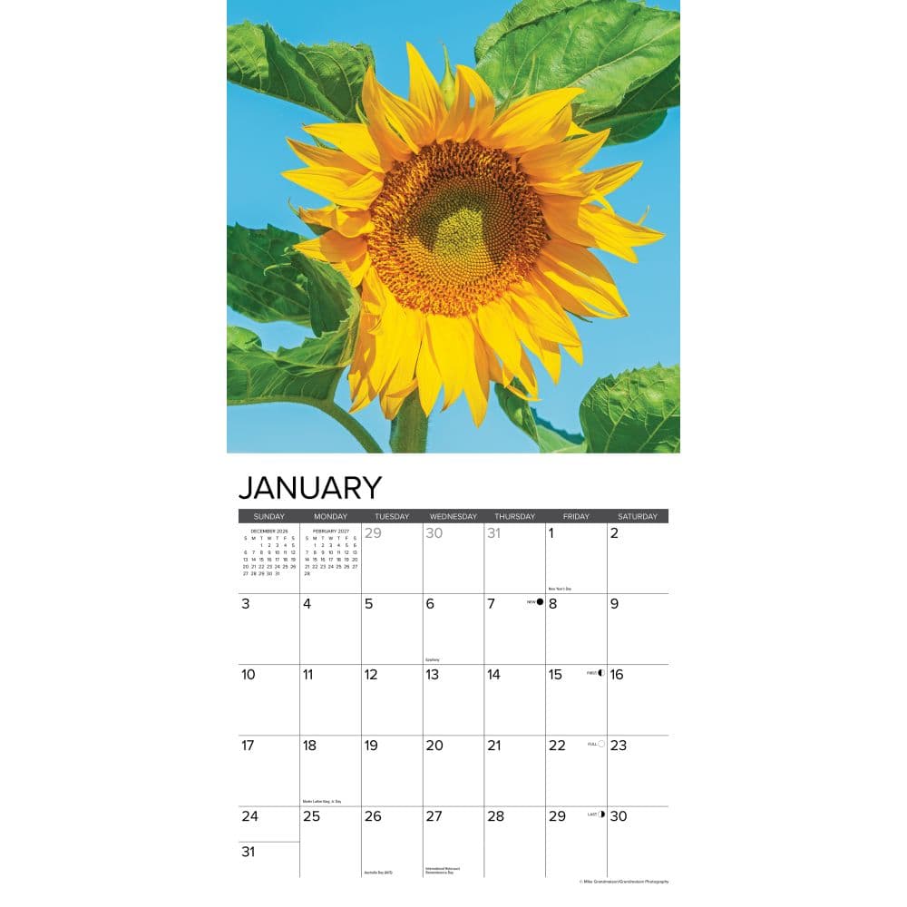 Sunflowers 2027 Wall Calendar Second Alternate Image